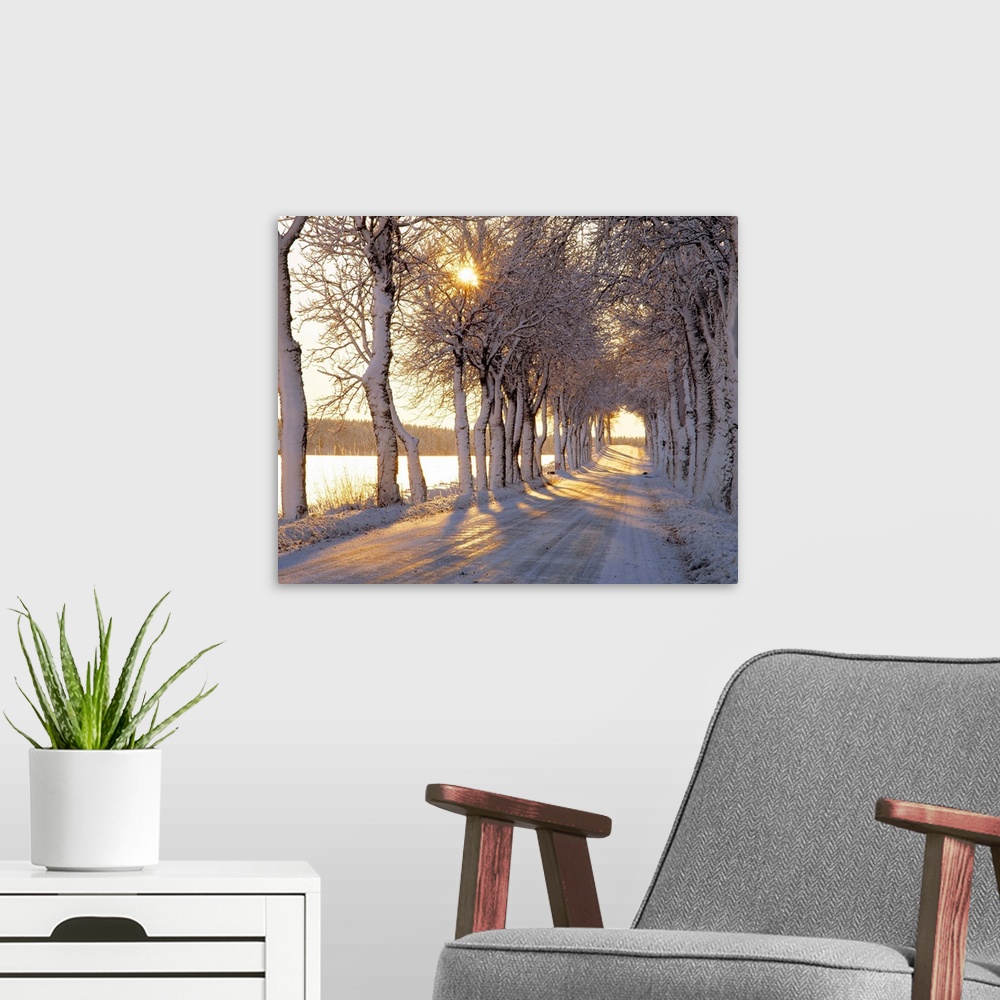 A modern room featuring Large photograph shows the sun trying to make its way through the tops of giant trees bare of the...