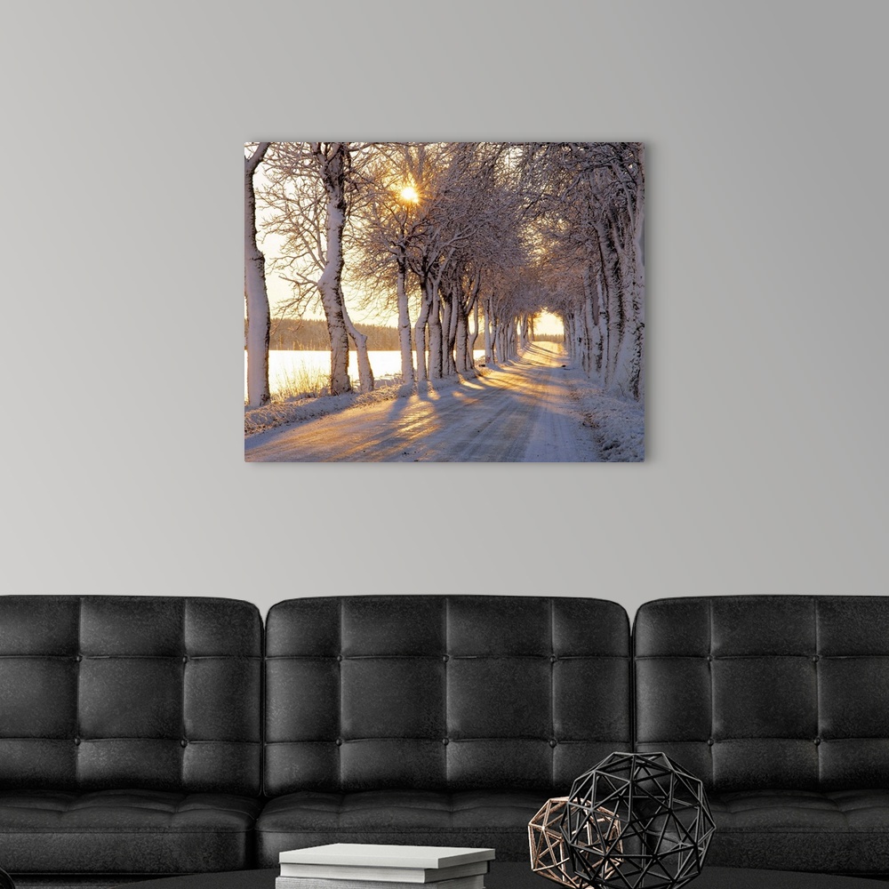A modern room featuring Large photograph shows the sun trying to make its way through the tops of giant trees bare of the...