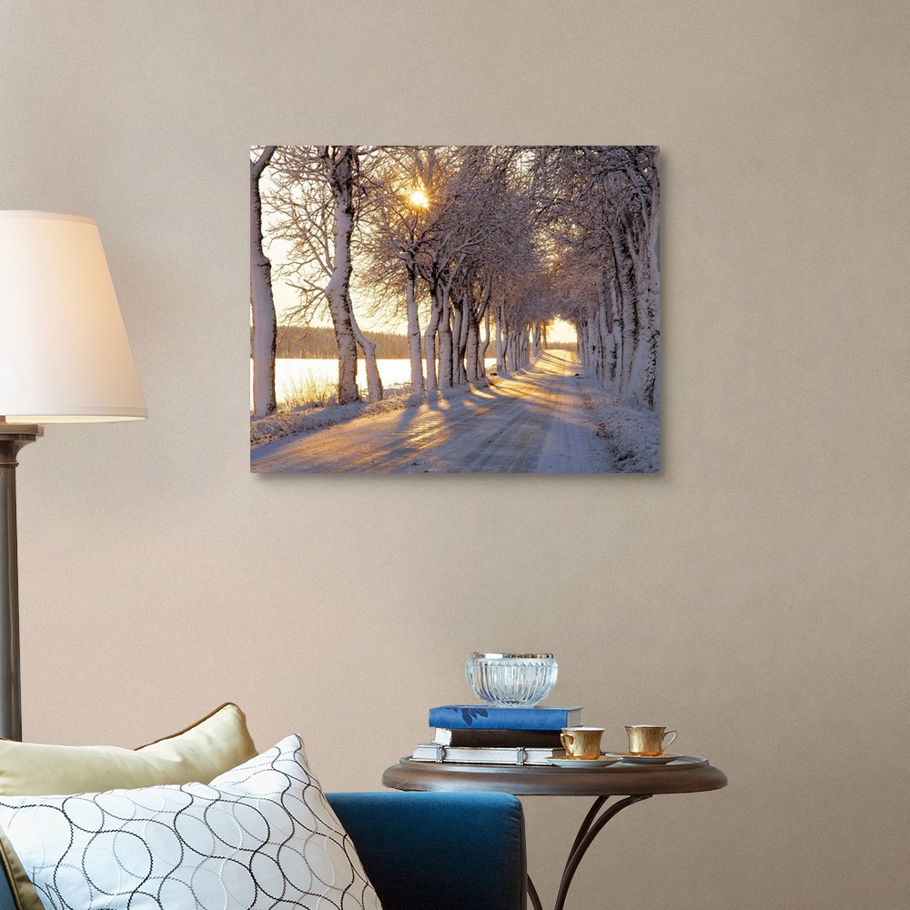 A traditional room featuring Large photograph shows the sun trying to make its way through the tops of giant trees bare of the...