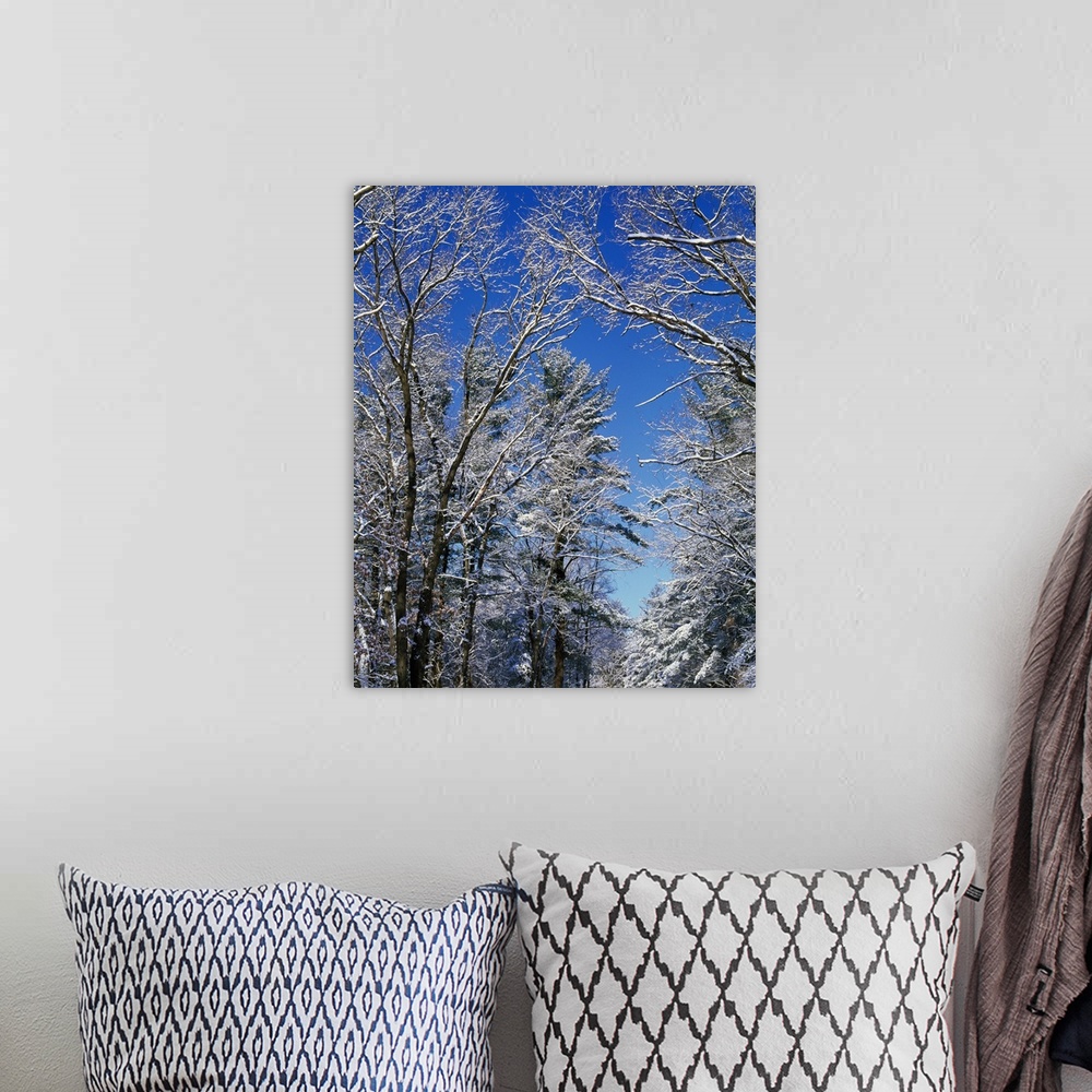 A bohemian room featuring Snow-covered trees against blue sky, Backbone State Park, Iowa