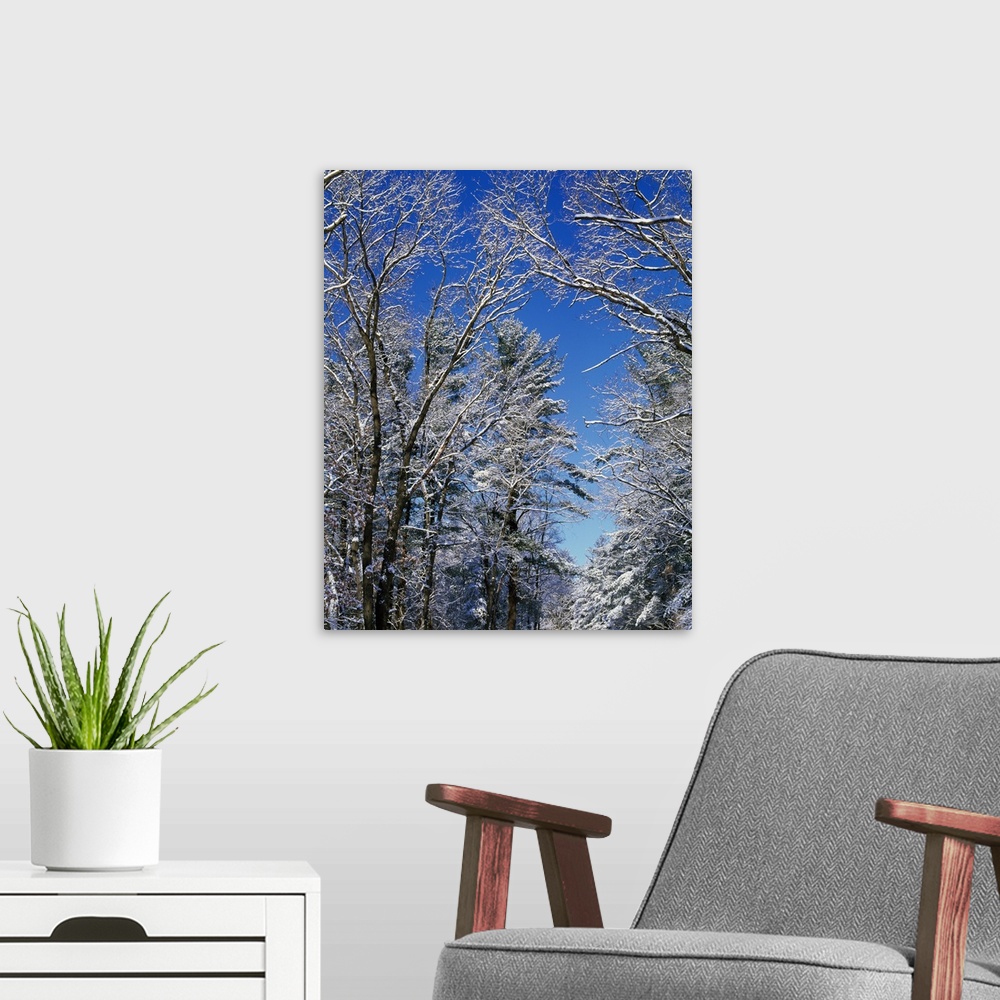 A modern room featuring Snow-covered trees against blue sky, Backbone State Park, Iowa