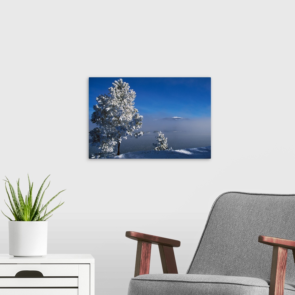 A modern room featuring Snow-covered trees, fog in valley, Rocky Mountain Wilderness, Colorado