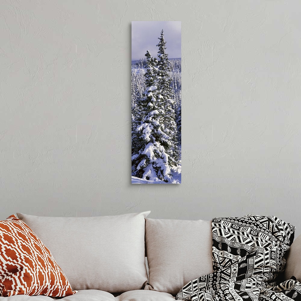 A bohemian room featuring Snow Covered Trees Glacier National Park MT