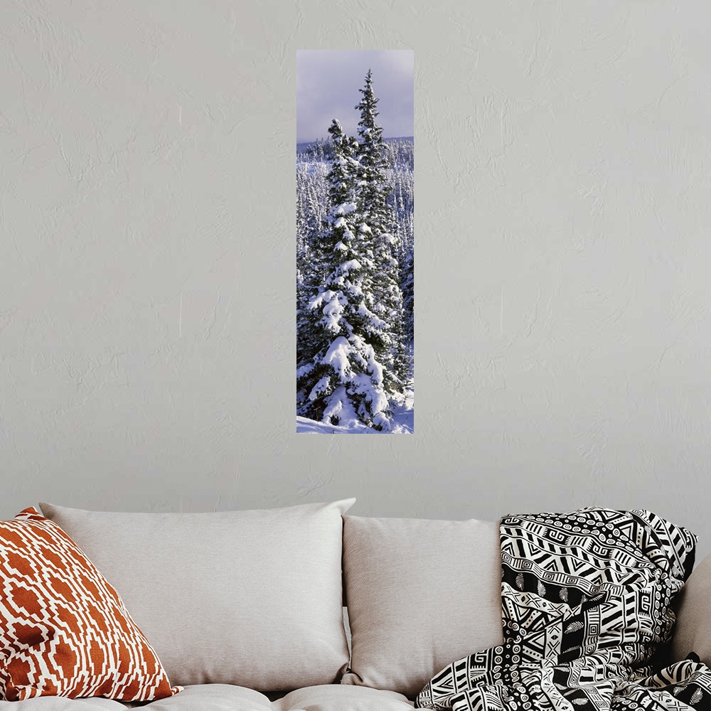 A bohemian room featuring Snow Covered Trees Glacier National Park MT