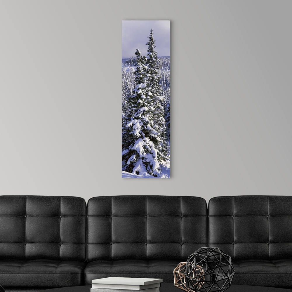 A modern room featuring Snow Covered Trees Glacier National Park MT