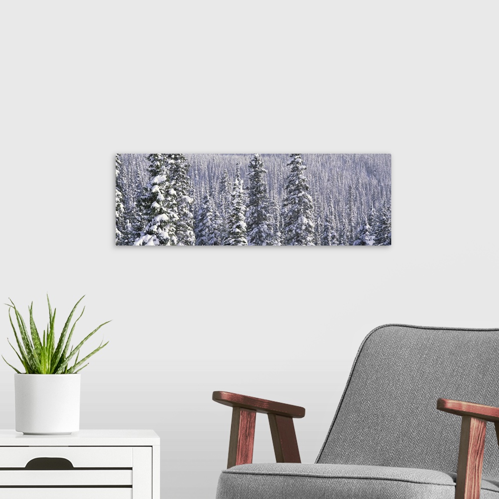 A modern room featuring Snow Covered Trees Glacier National Park MT