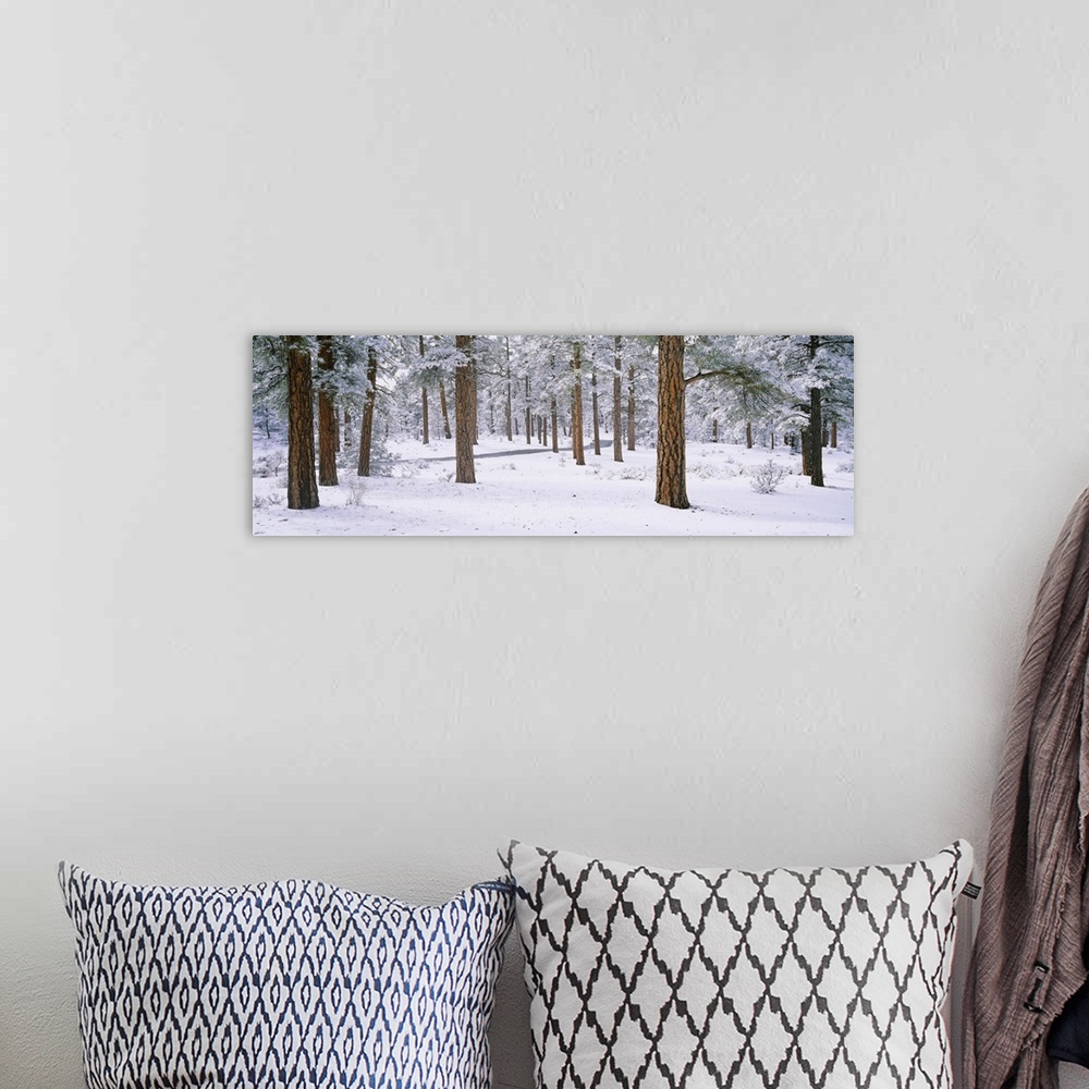 A bohemian room featuring Panoramic photo on canvas of a snow covered forest with a road running through the middle of it f...