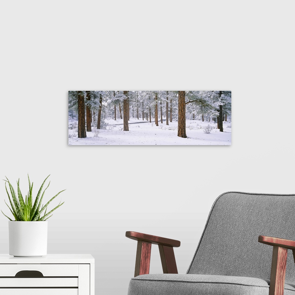 A modern room featuring Panoramic photo on canvas of a snow covered forest with a road running through the middle of it f...