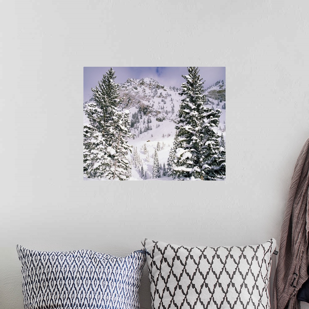 A bohemian room featuring Snow covered trees on a mountain, Utah