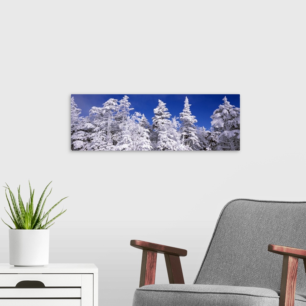 A modern room featuring Wide angle photograph on a large wall hanging of tall snow covered pine trees against a deep blue...