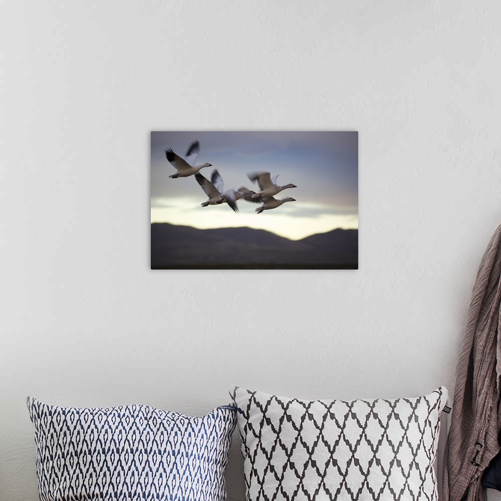 A bohemian room featuring Snow Geese In Flight
