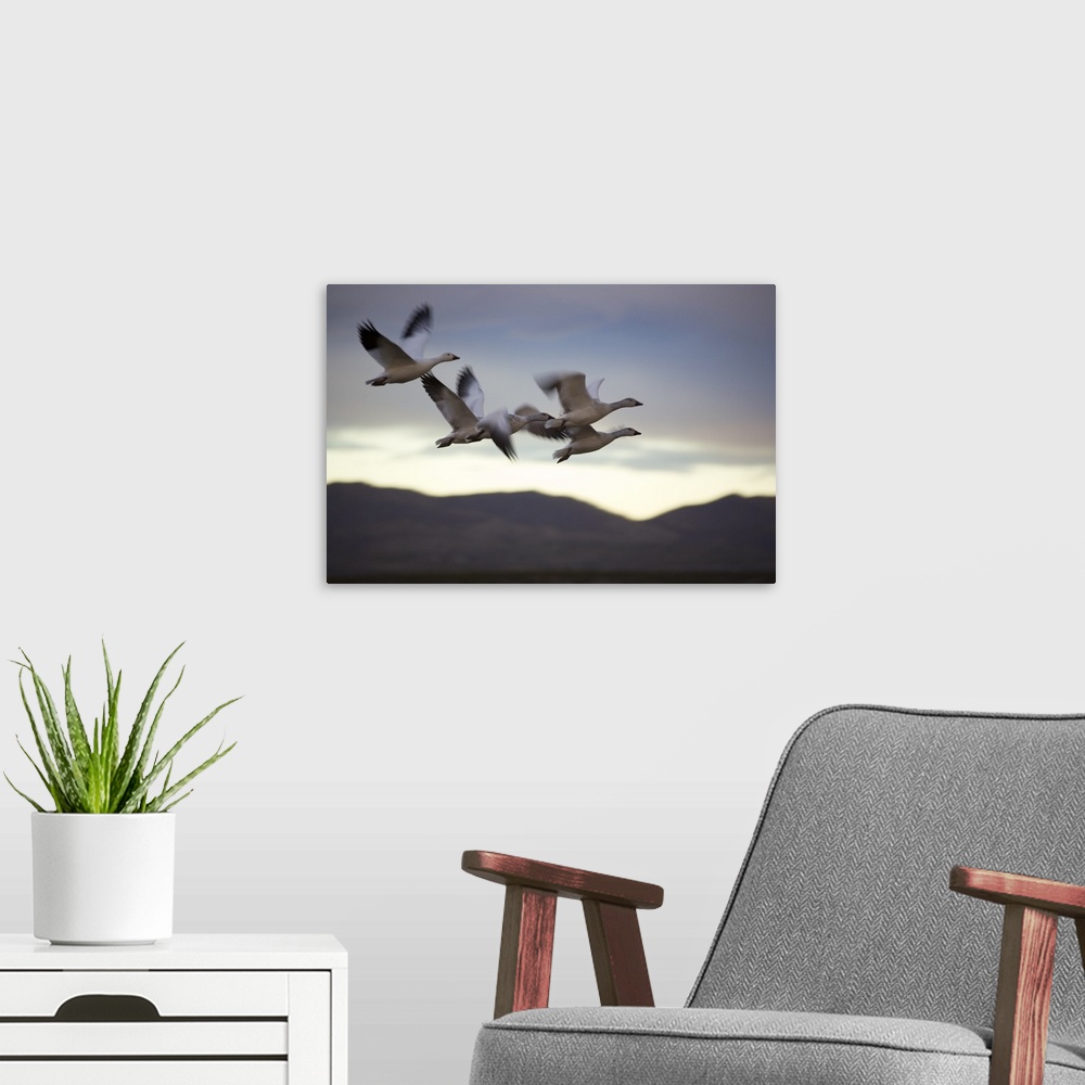 A modern room featuring Snow Geese In Flight