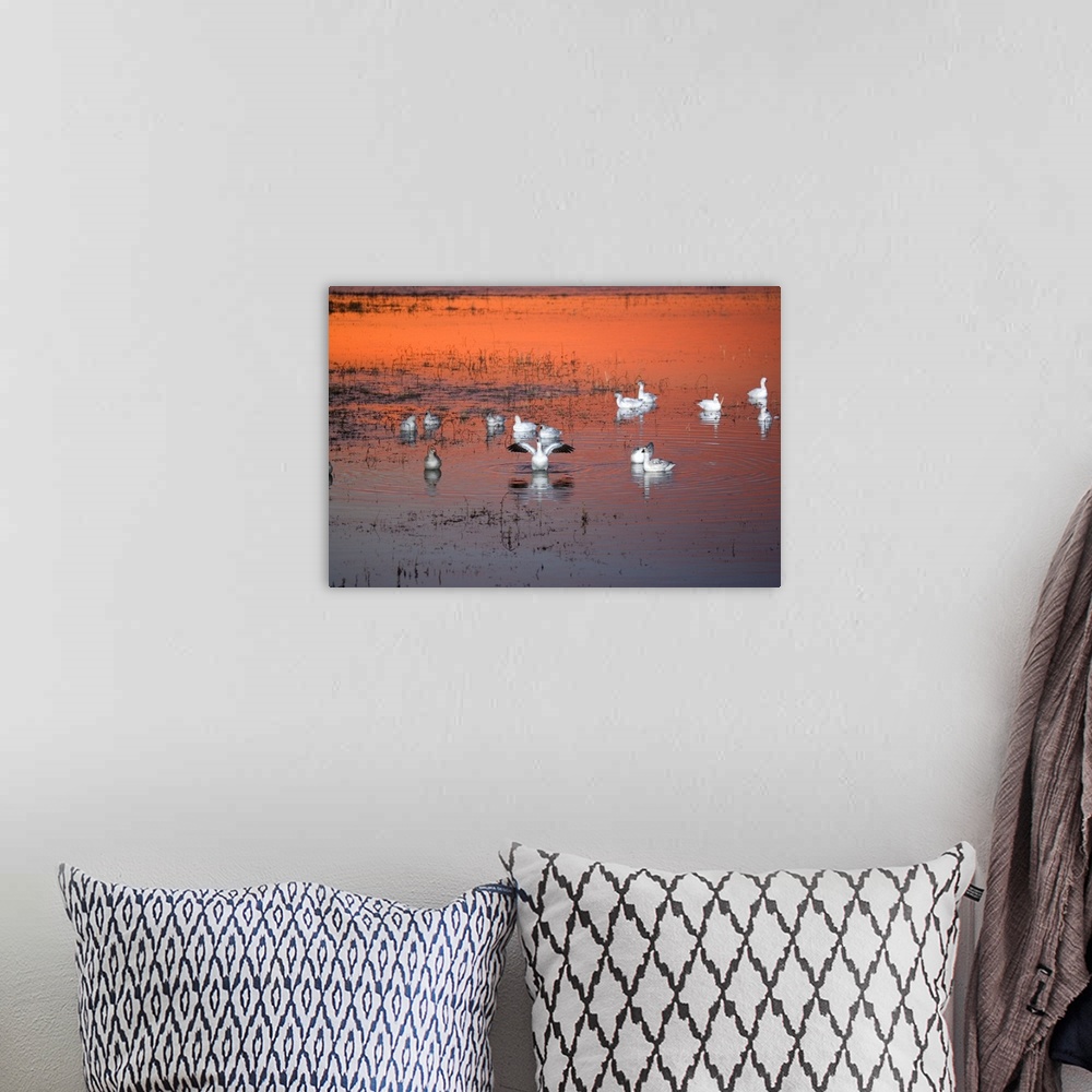 A bohemian room featuring Snow Geese On Water