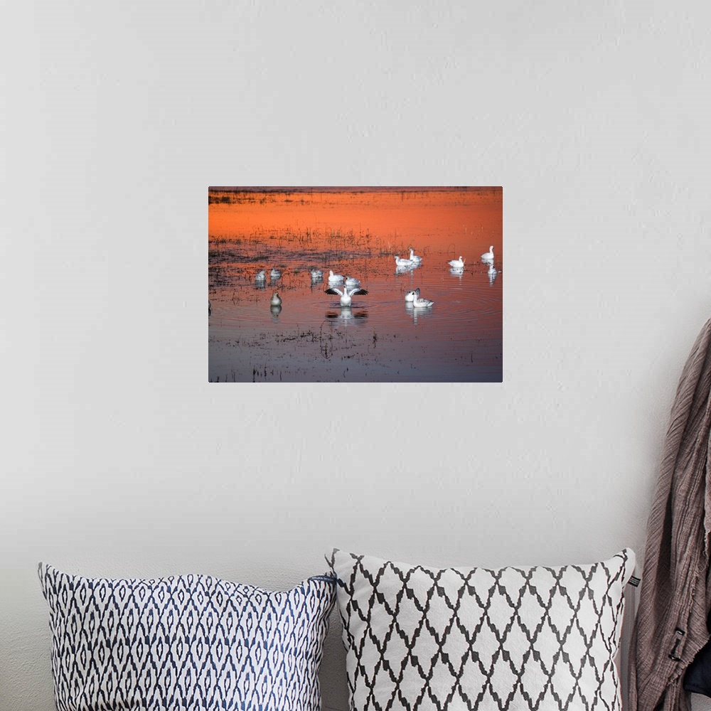 A bohemian room featuring Snow Geese On Water