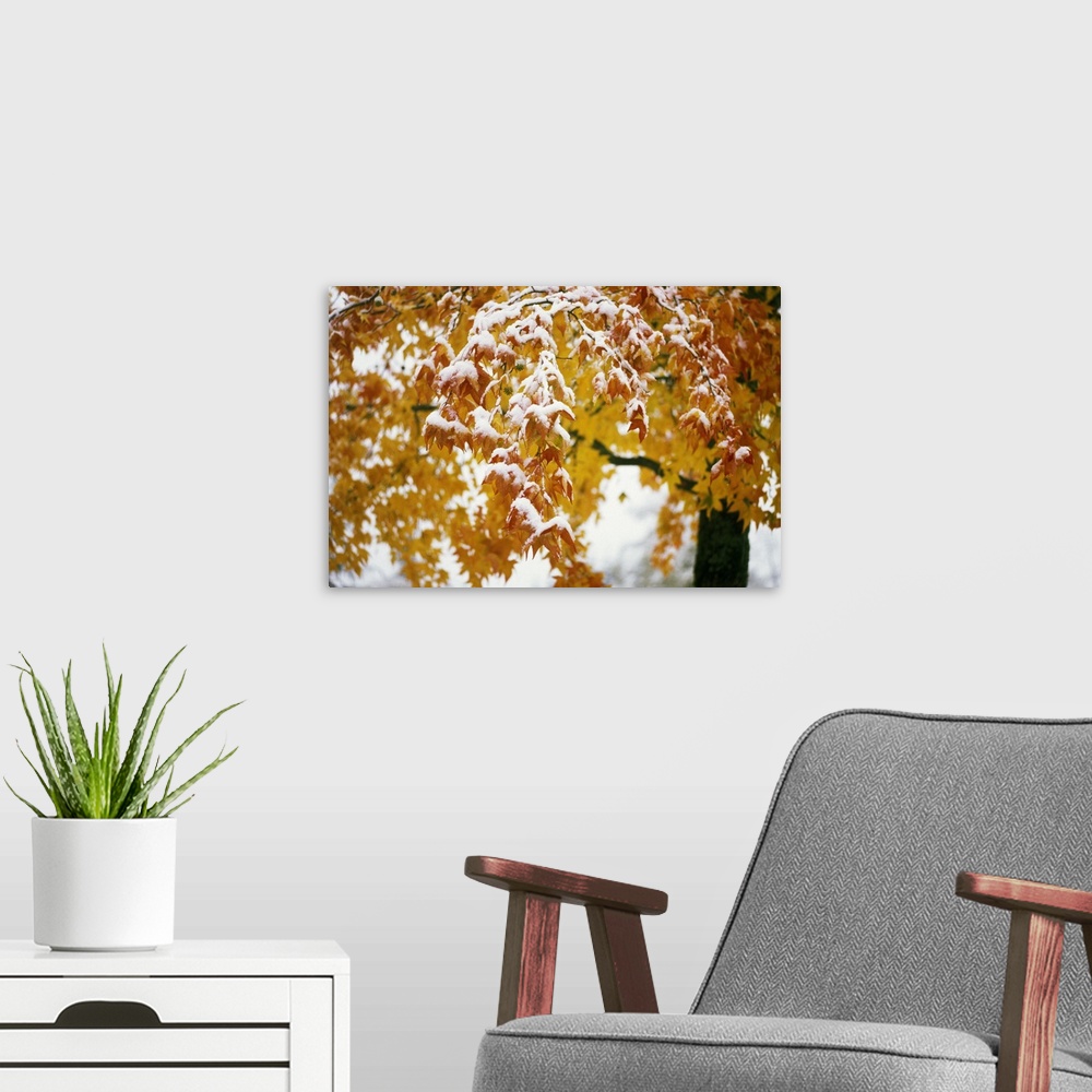 A modern room featuring Snow on autumn color leaves, Oregon, united states,