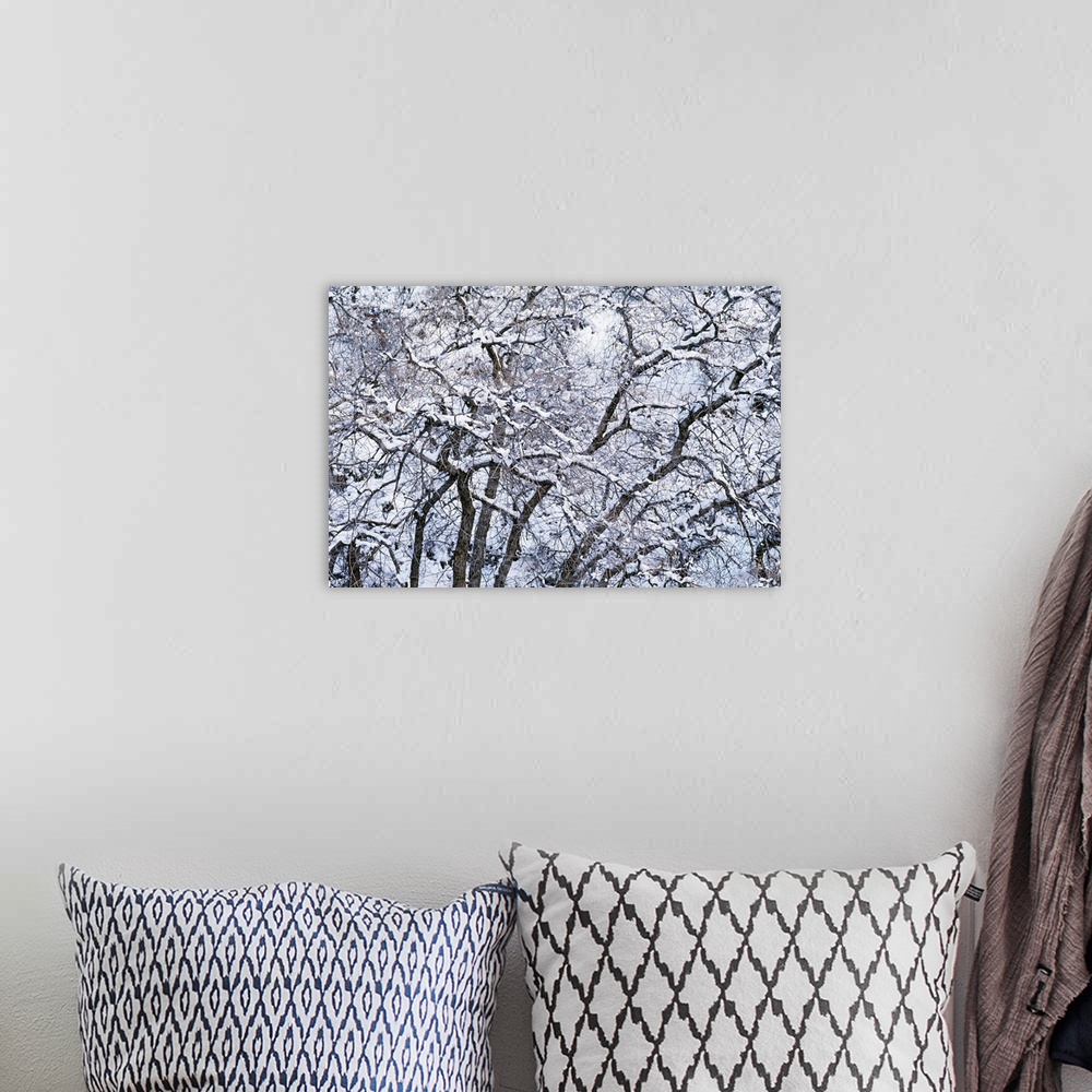 A bohemian room featuring Snow On Cottonwood Trees