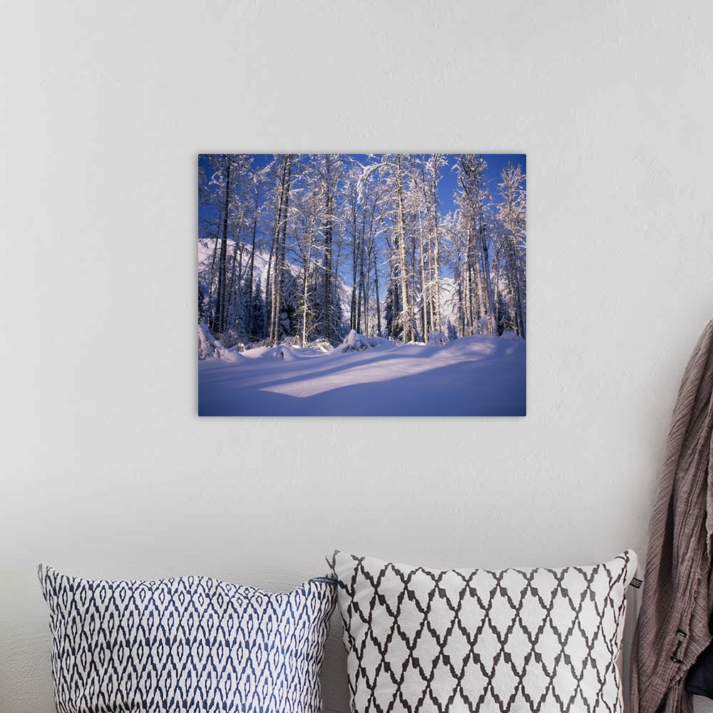 A bohemian room featuring Snow on cottonwood trees in mountains, Alaska