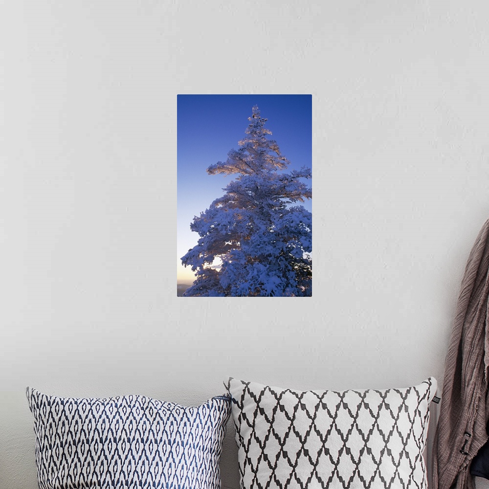 A bohemian room featuring Tall canvas print of a snow covered tree at sunset.