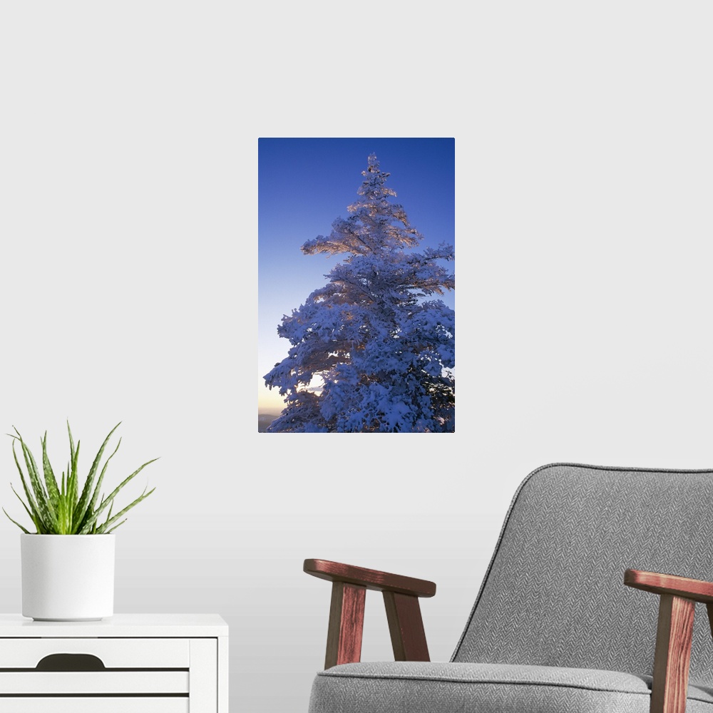 A modern room featuring Tall canvas print of a snow covered tree at sunset.