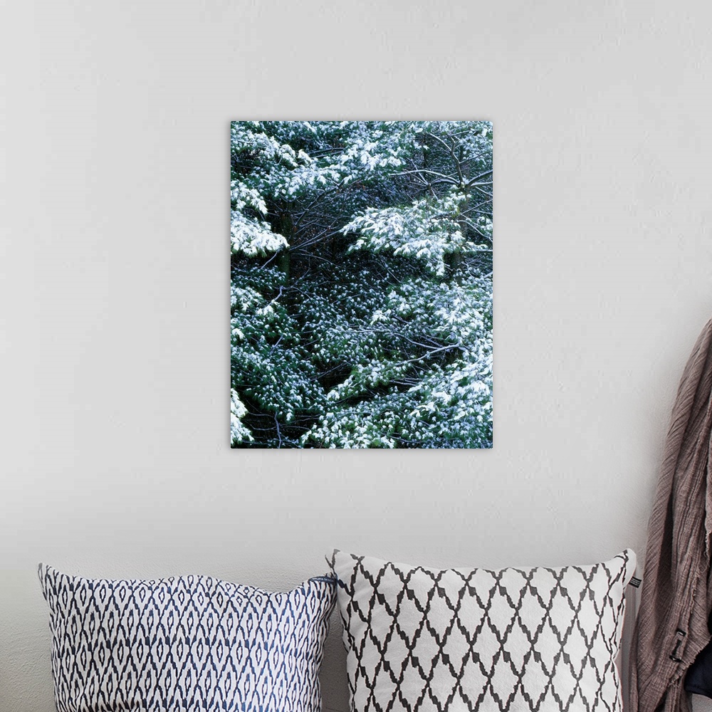A bohemian room featuring Snow on pine trees, close up, Iowa