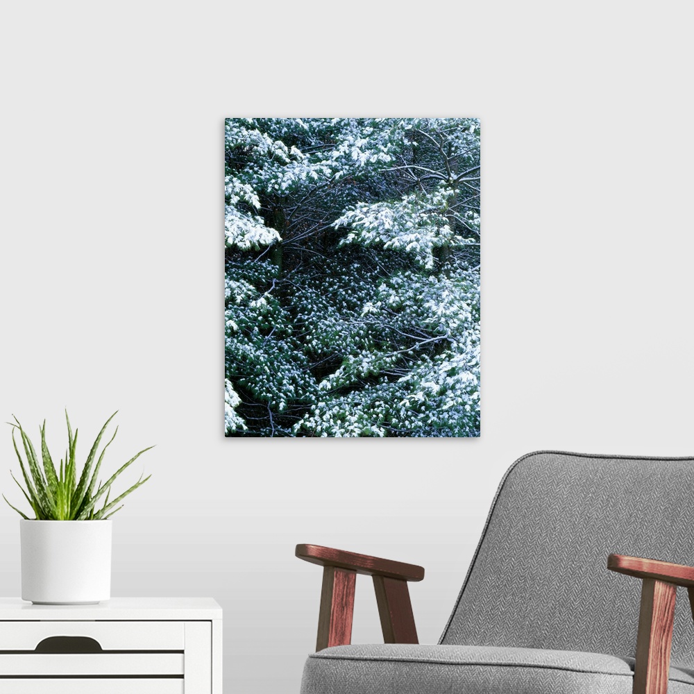 A modern room featuring Snow on pine trees, close up, Iowa