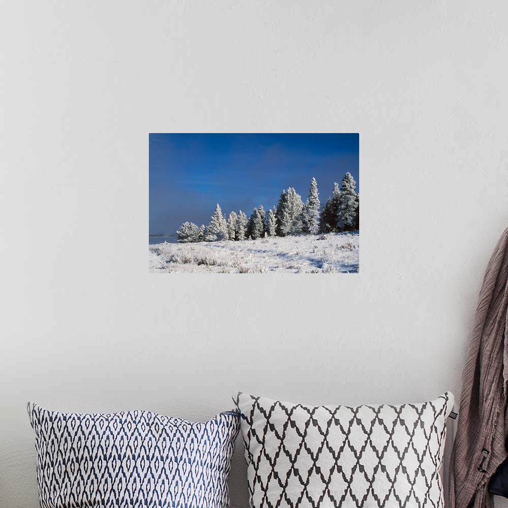 A bohemian room featuring Snow on pine trees, dark sky, Rocky Mountains, Colorado