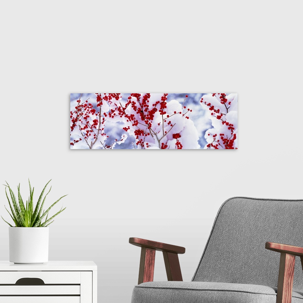 A modern room featuring Giant, panoramic photograph of the branches of a fruit tree with berries above the snow covered g...