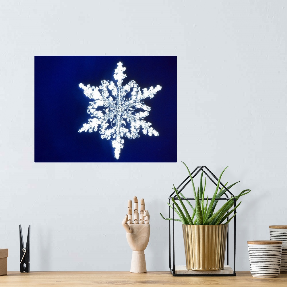 A bohemian room featuring Snowflake