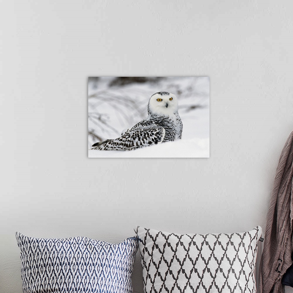 A bohemian room featuring Snowy owl in snow, Michigan