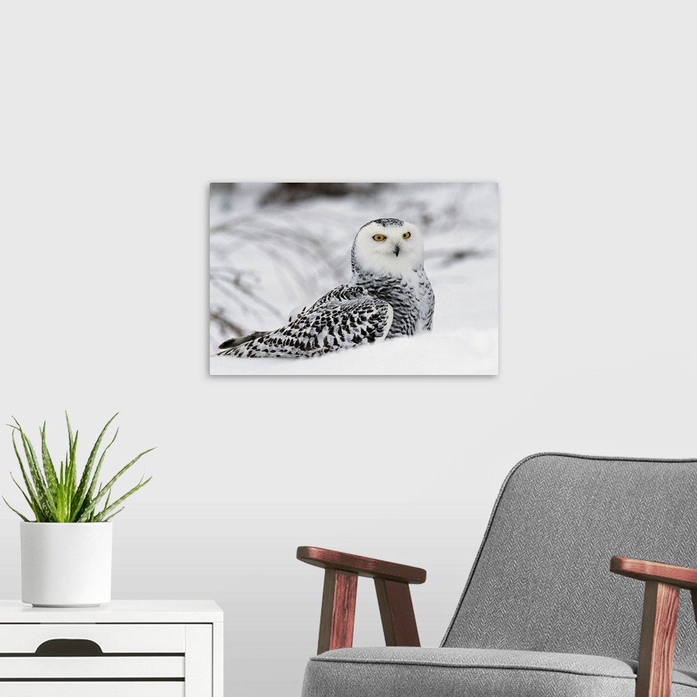 A modern room featuring Snowy owl in snow, Michigan