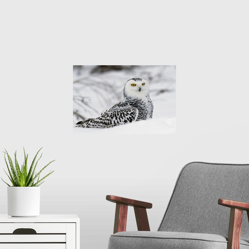 A modern room featuring Snowy owl in snow, Michigan