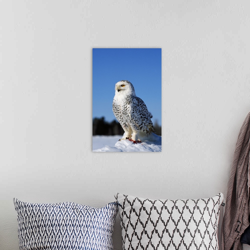 A bohemian room featuring Snowy owl (Nyctea scandiaca) on snow perch, profile.