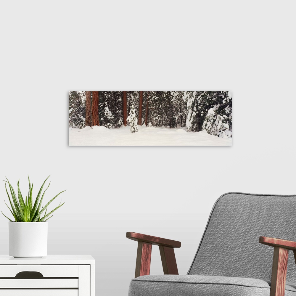 A modern room featuring Snowy Ponderosa Pines WA