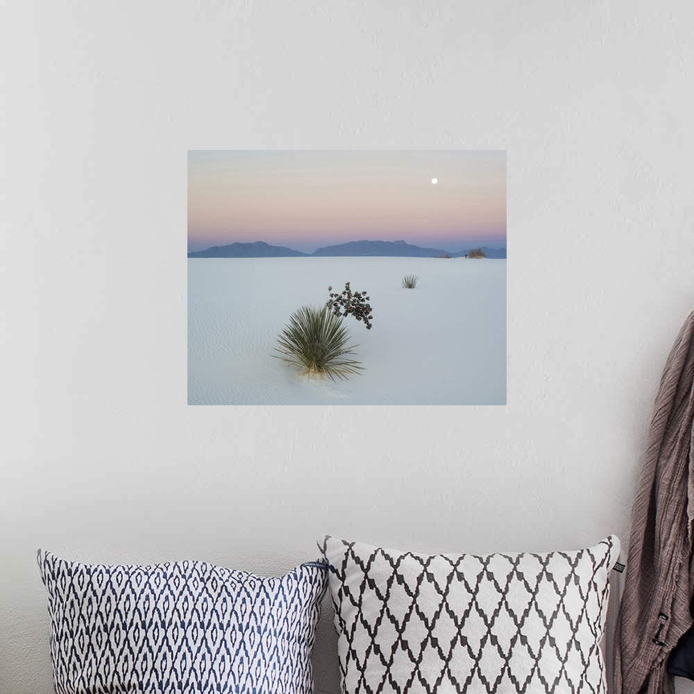 A bohemian room featuring Soaptree Yucca in dawn light in sand dune with setting moon above the San Andres Mountains, White...