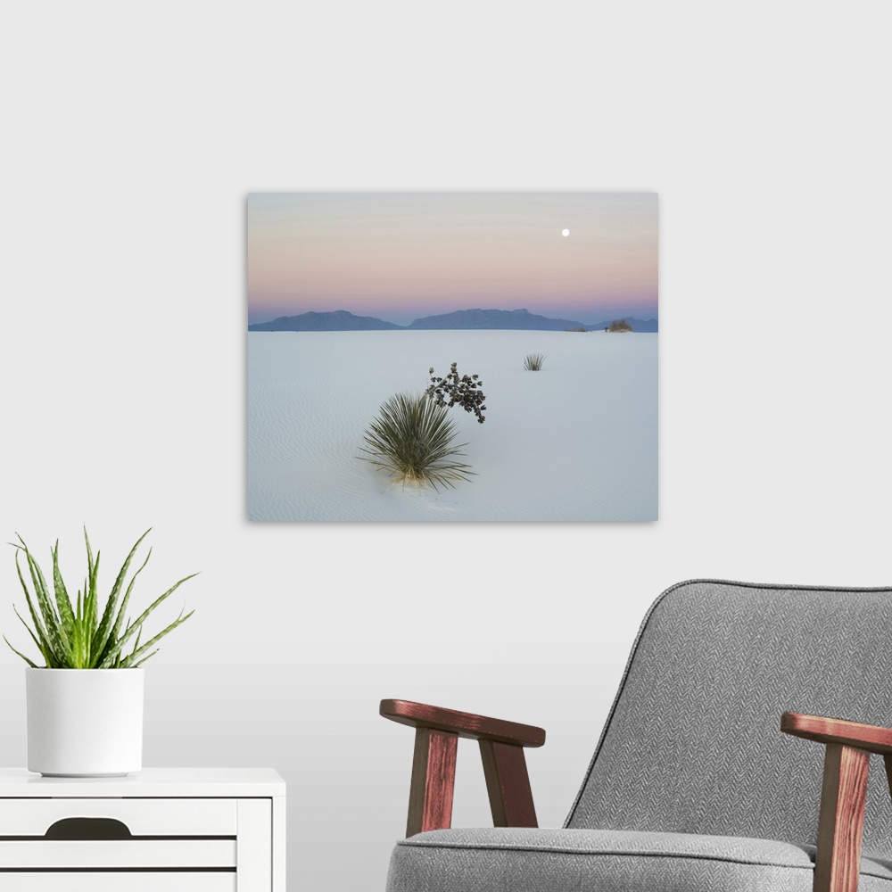 A modern room featuring Soaptree Yucca in dawn light in sand dune with setting moon above the San Andres Mountains, White...