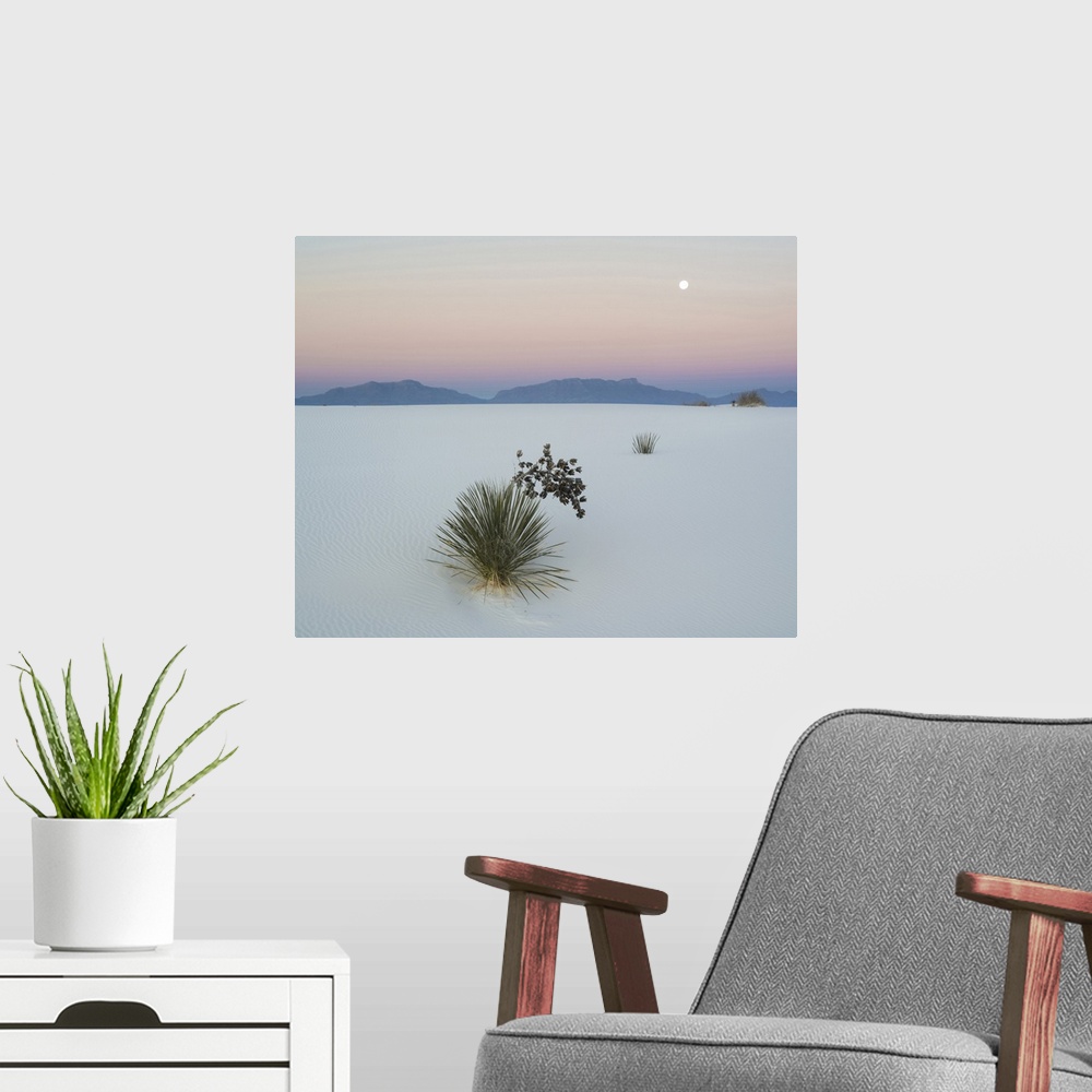 A modern room featuring Soaptree Yucca in dawn light in sand dune with setting moon above the San Andres Mountains, White...