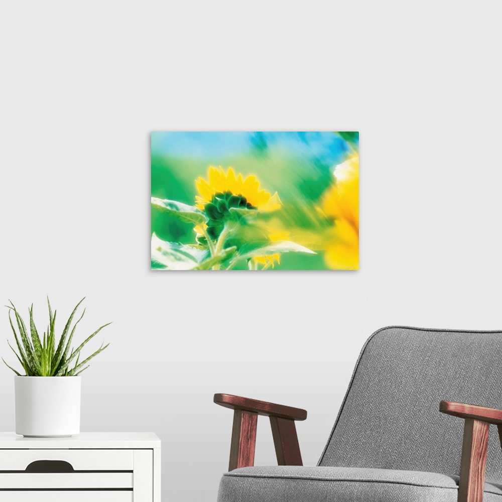 A modern room featuring Soft focus of yellow flower
