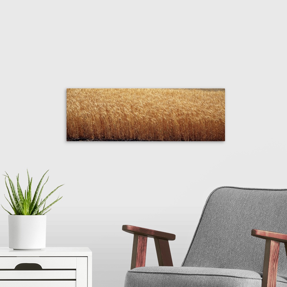A modern room featuring Soft White Wheat Palouse Co WA
