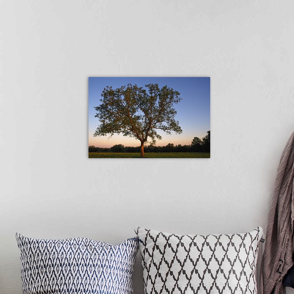 A bohemian room featuring Big photo on canvas of a tree in a field at sunset.