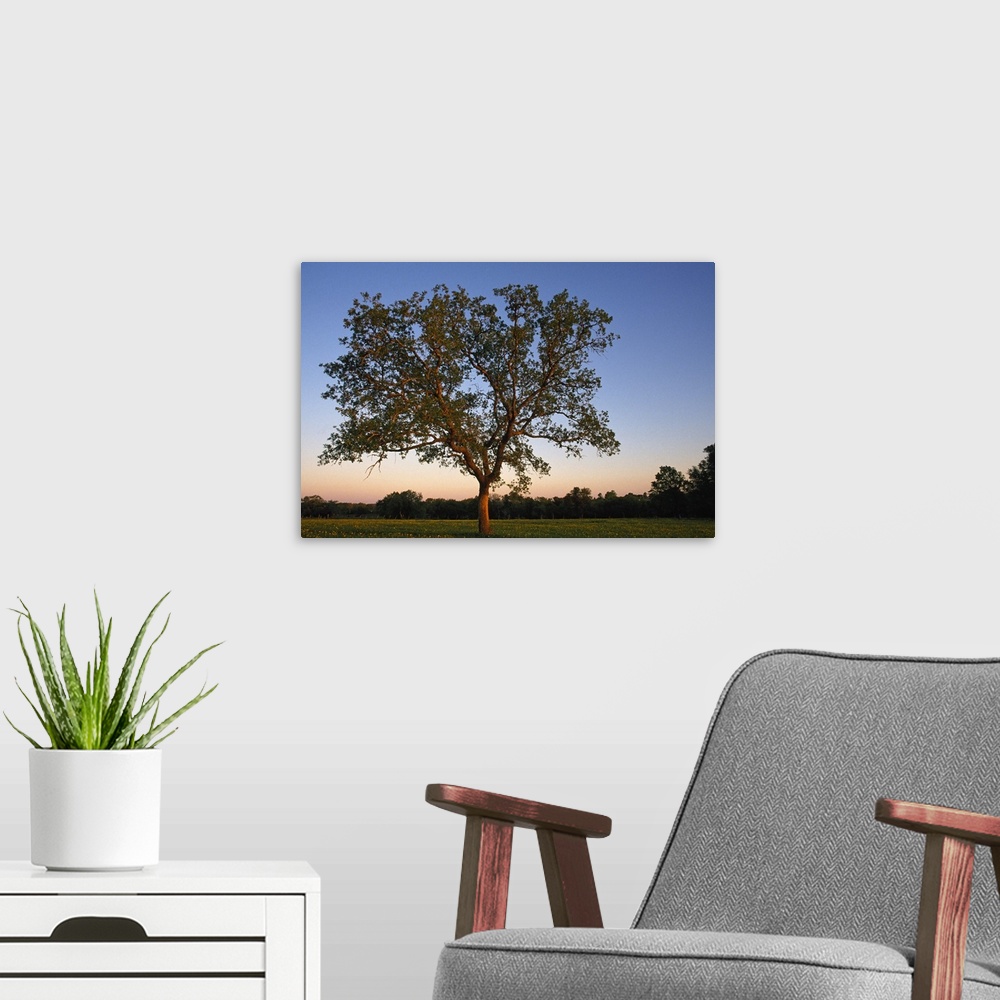 A modern room featuring Big photo on canvas of a tree in a field at sunset.
