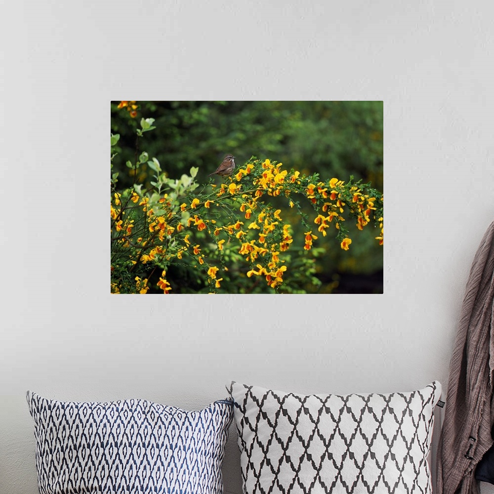 A bohemian room featuring Large photographic art close-up of a song sparrow bird perched on a newly bloomed scotch broom pl...