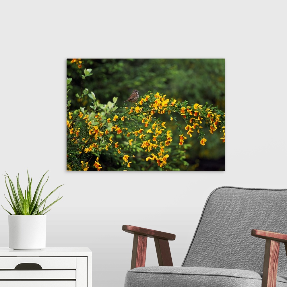 A modern room featuring Large photographic art close-up of a song sparrow bird perched on a newly bloomed scotch broom pl...