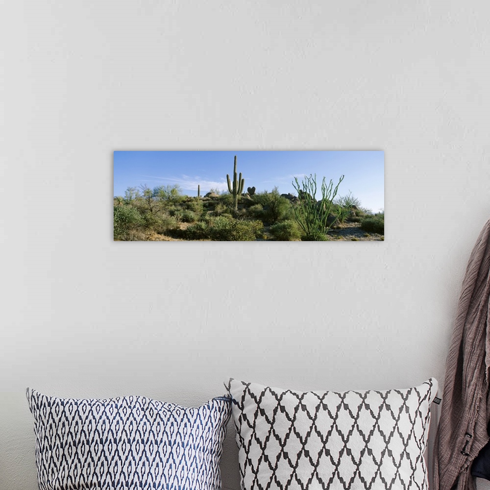 A bohemian room featuring Sonoran Desert Saguaro Cactus Arizona