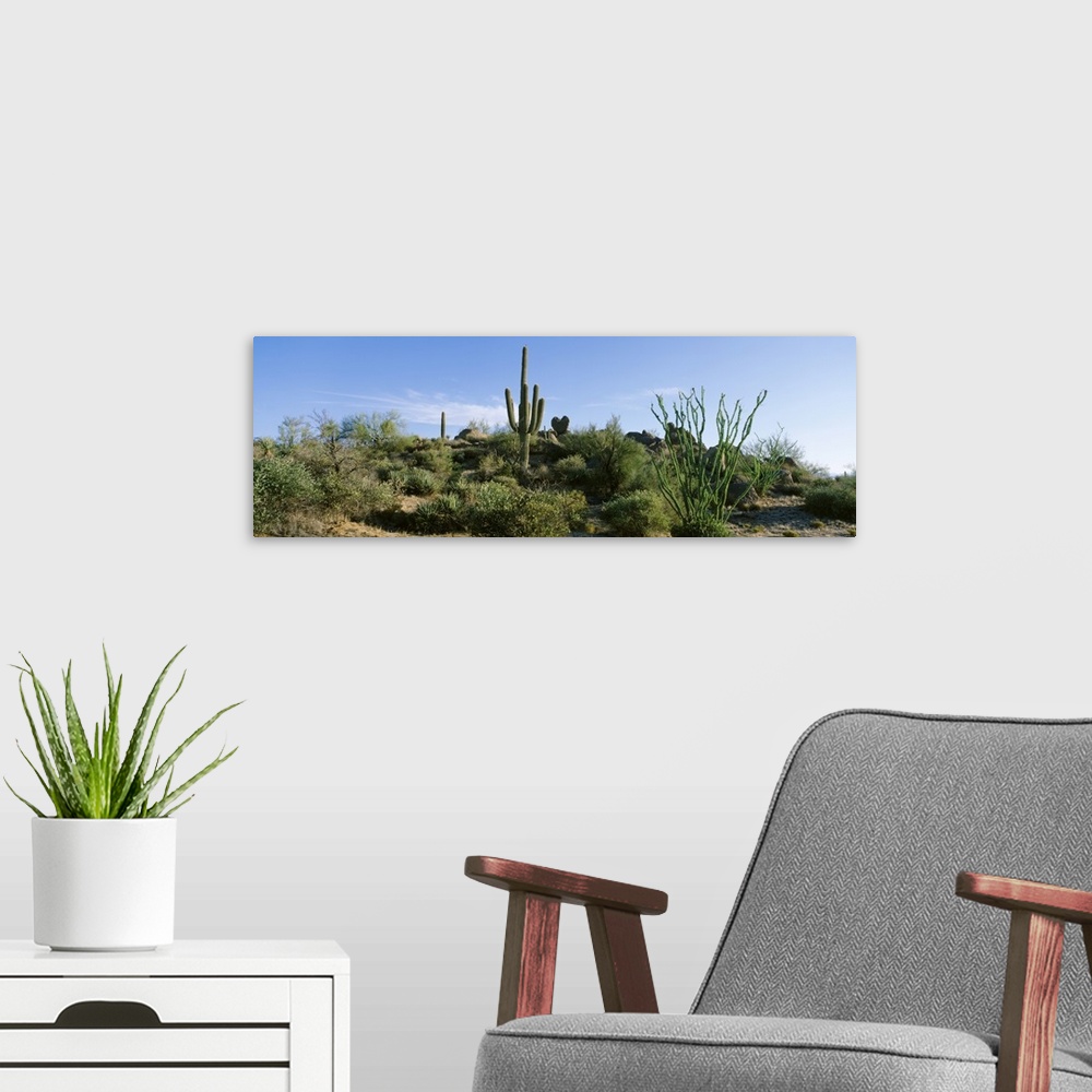 A modern room featuring Sonoran Desert Saguaro Cactus Arizona