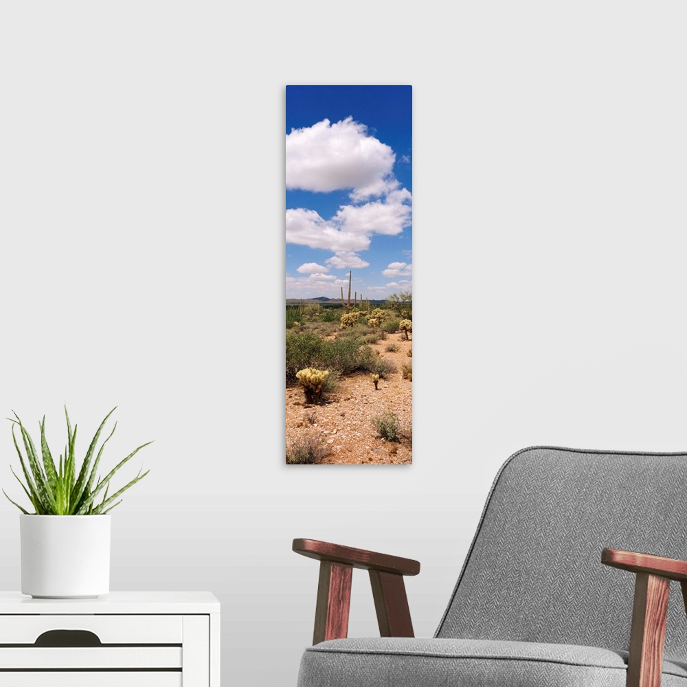 A modern room featuring Sonoron Desert Tonto National Forest AZ