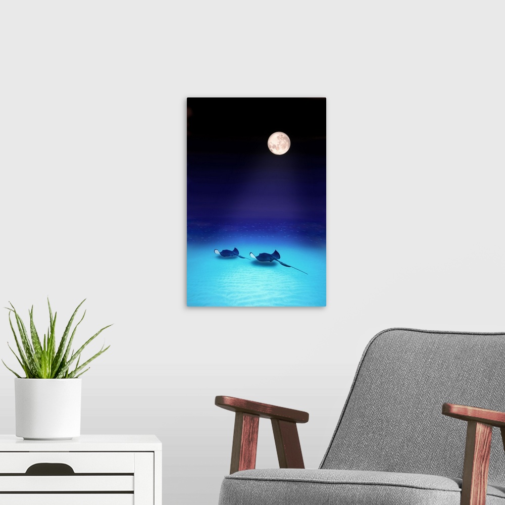 A modern room featuring Two southern stingrays swim together along the sandy beach bottom  as the full moon rays light th...