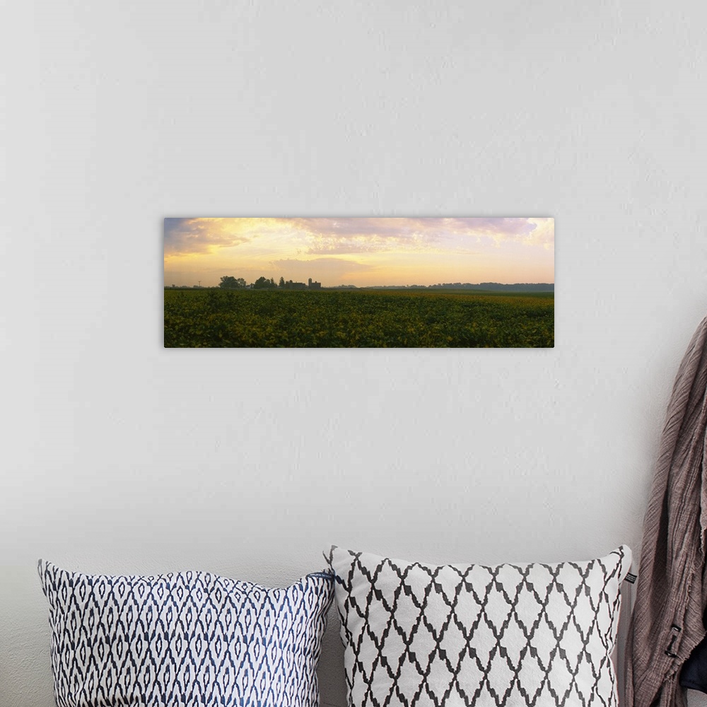 A bohemian room featuring Soybean field at dusk, Illinois