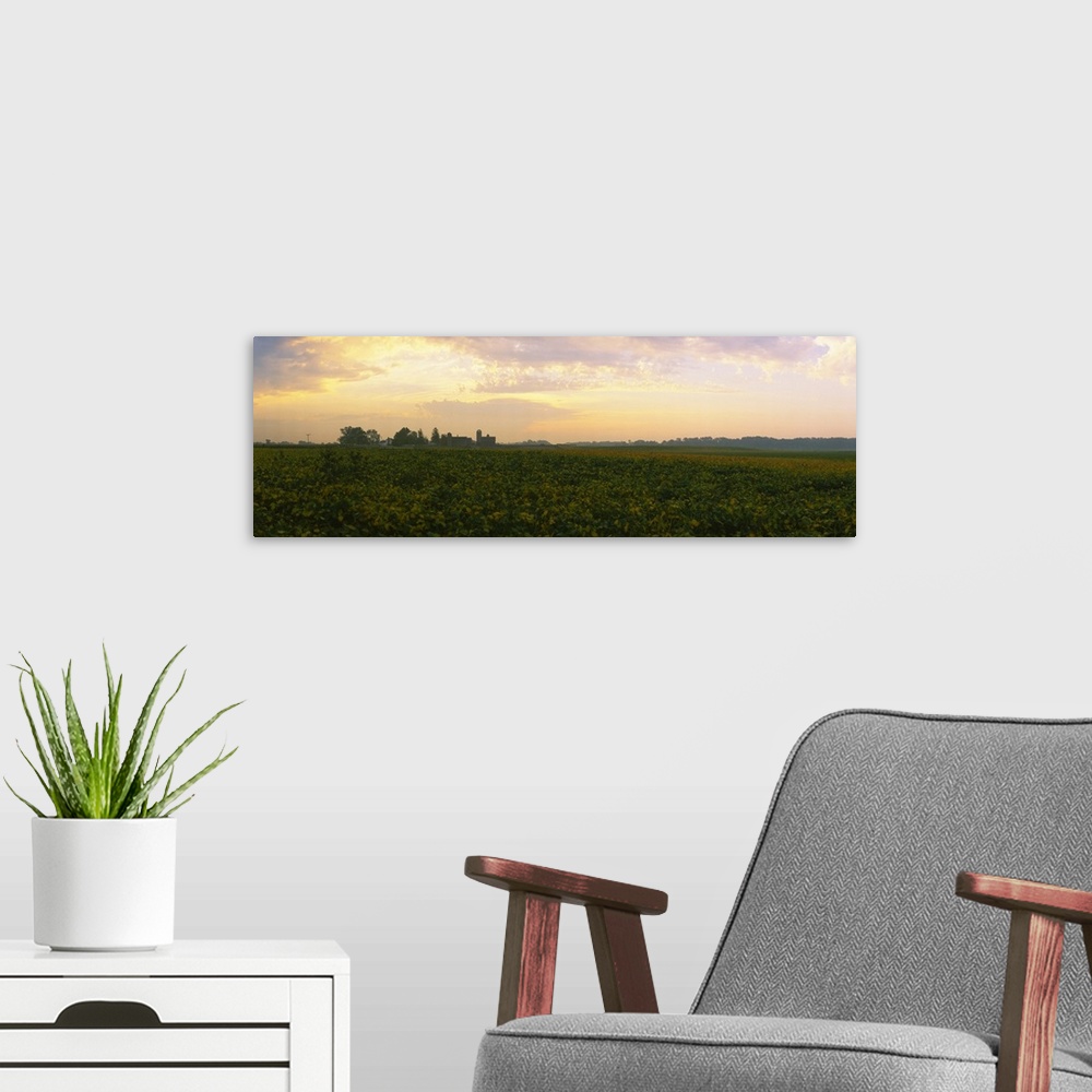 A modern room featuring Soybean field at dusk, Illinois