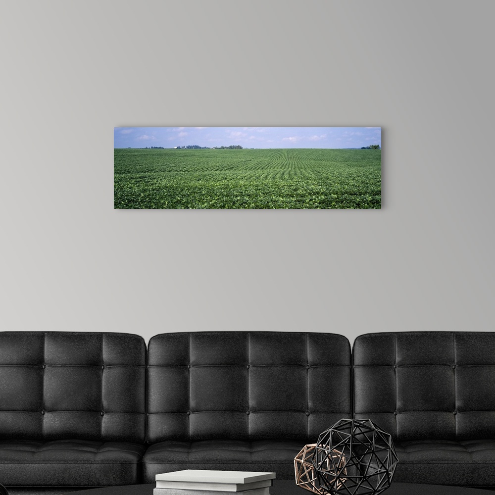 A modern room featuring Soybean Field Tama County IA