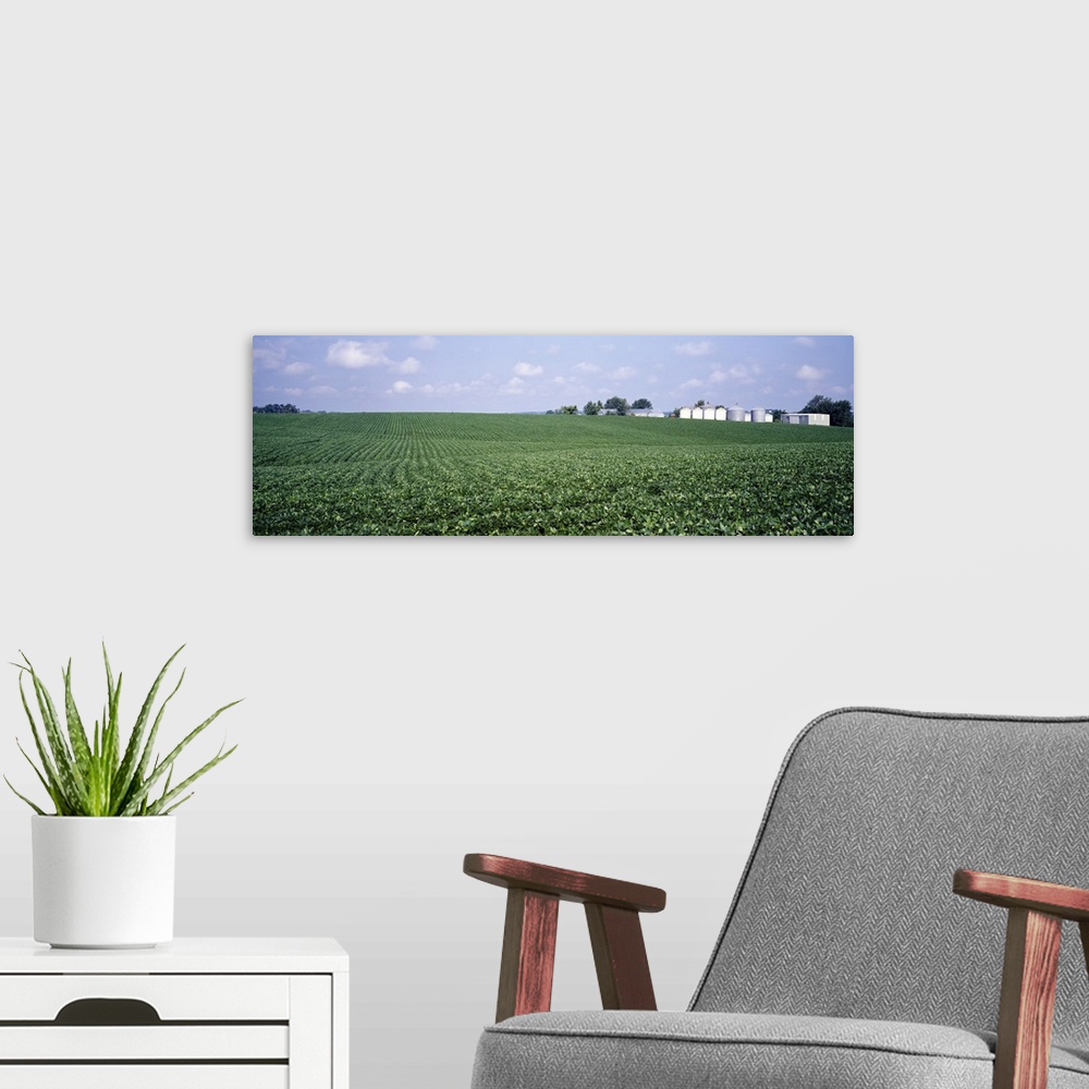 A modern room featuring Soybean Field Tama County IA